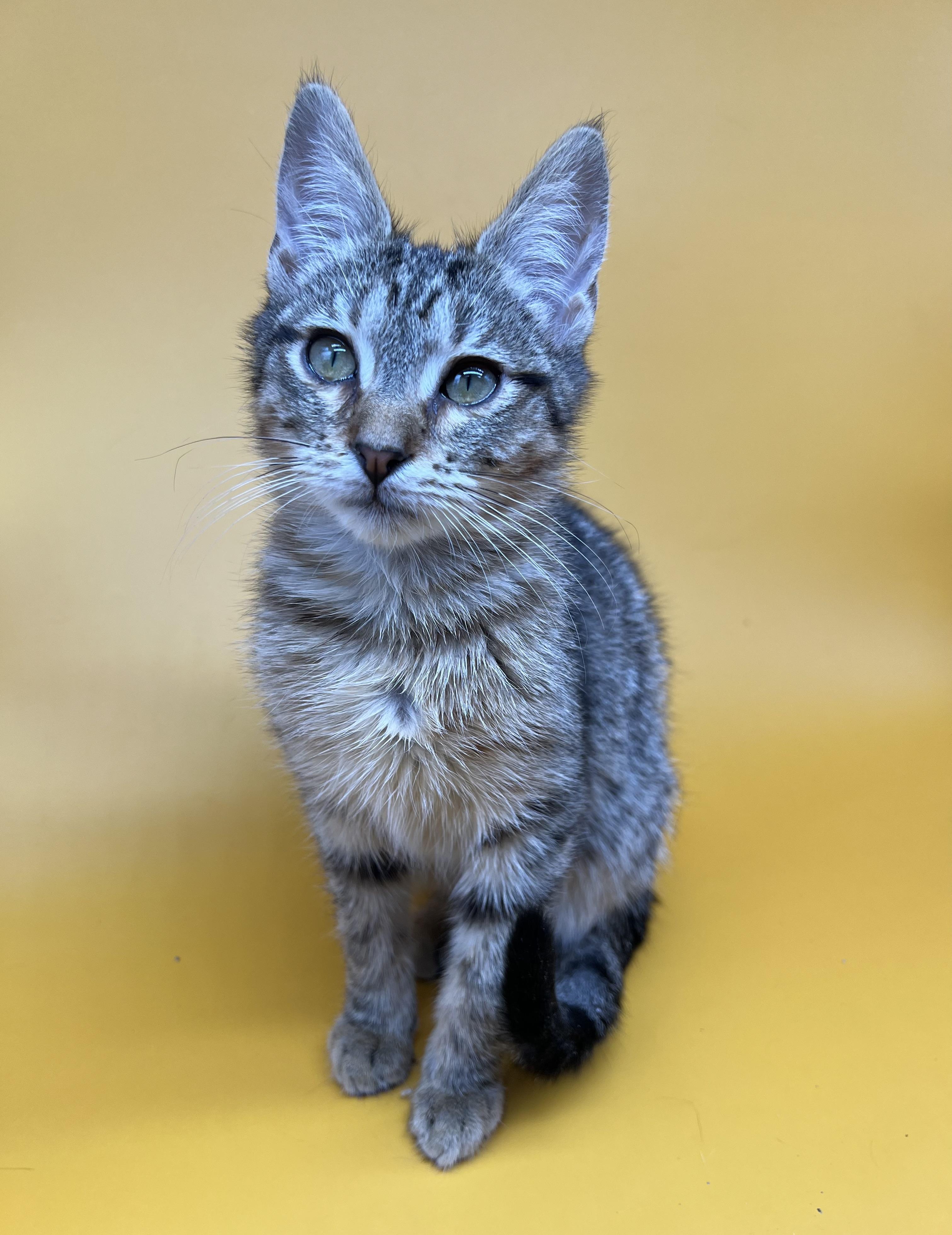 Enlarge Sanrio , a Adoptable mixed breed in Tucker, GA image 2/6