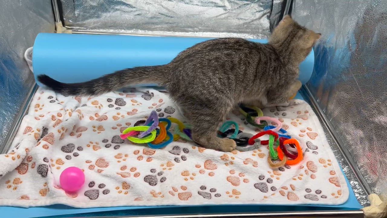 Enlarge Sanrio , a Adoptable mixed breed in Tucker, GA video 5/6