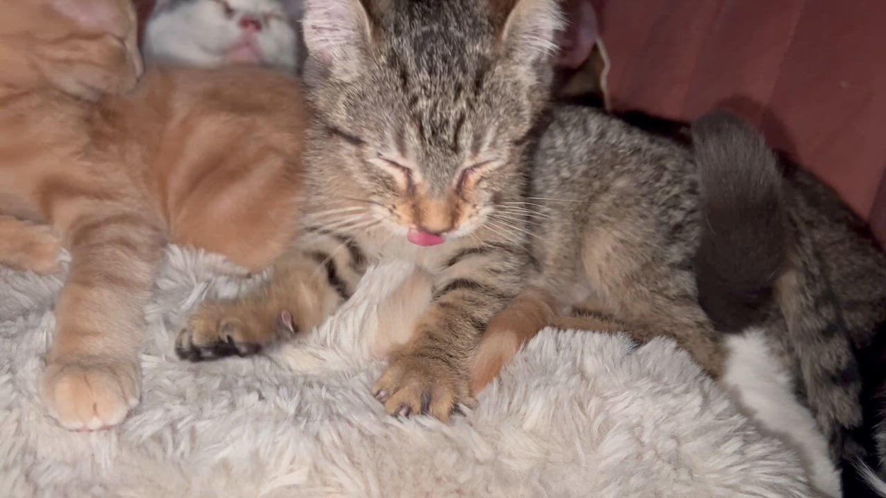 Enlarge Sanrio , a Adoptable mixed breed in Tucker, GA video 6/6