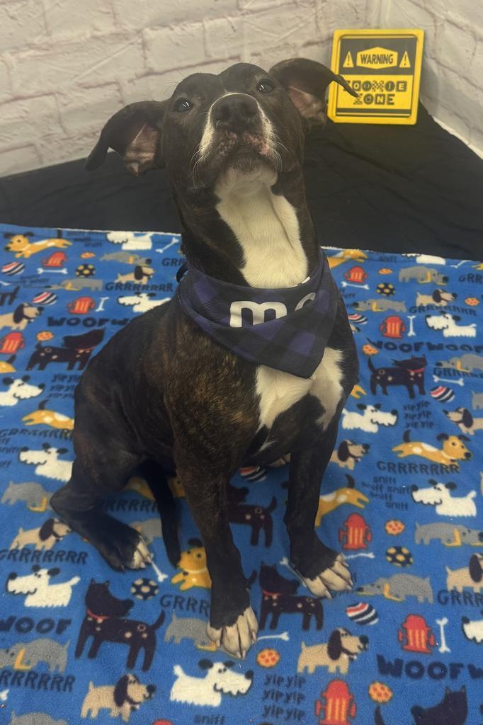 Susan Sarandon, Adoptable, Adult Female Mixed Breed.