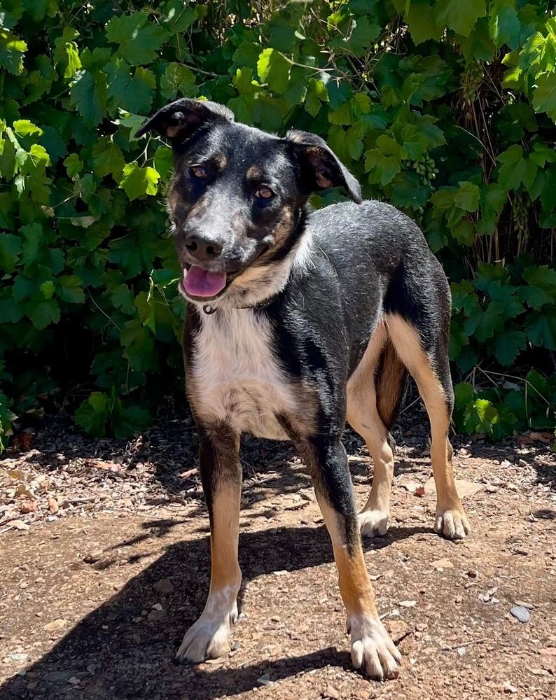 Bluebell, a Adoptable mixed breed in Jamestown, CA image 1/4