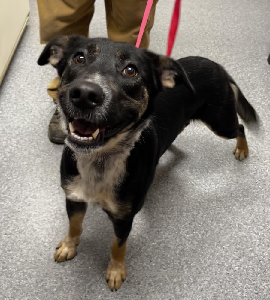 Bluebell, a Adoptable mixed breed in Jamestown, CA image 2/4