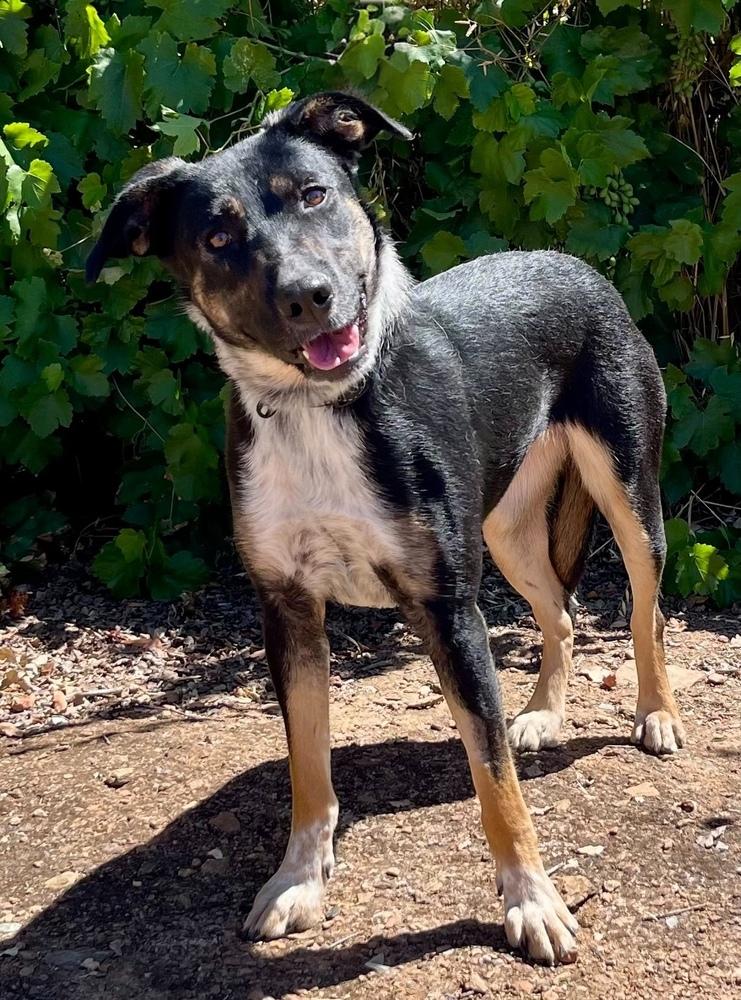 Bluebell, a Adoptable mixed breed in Jamestown, CA image 3/4