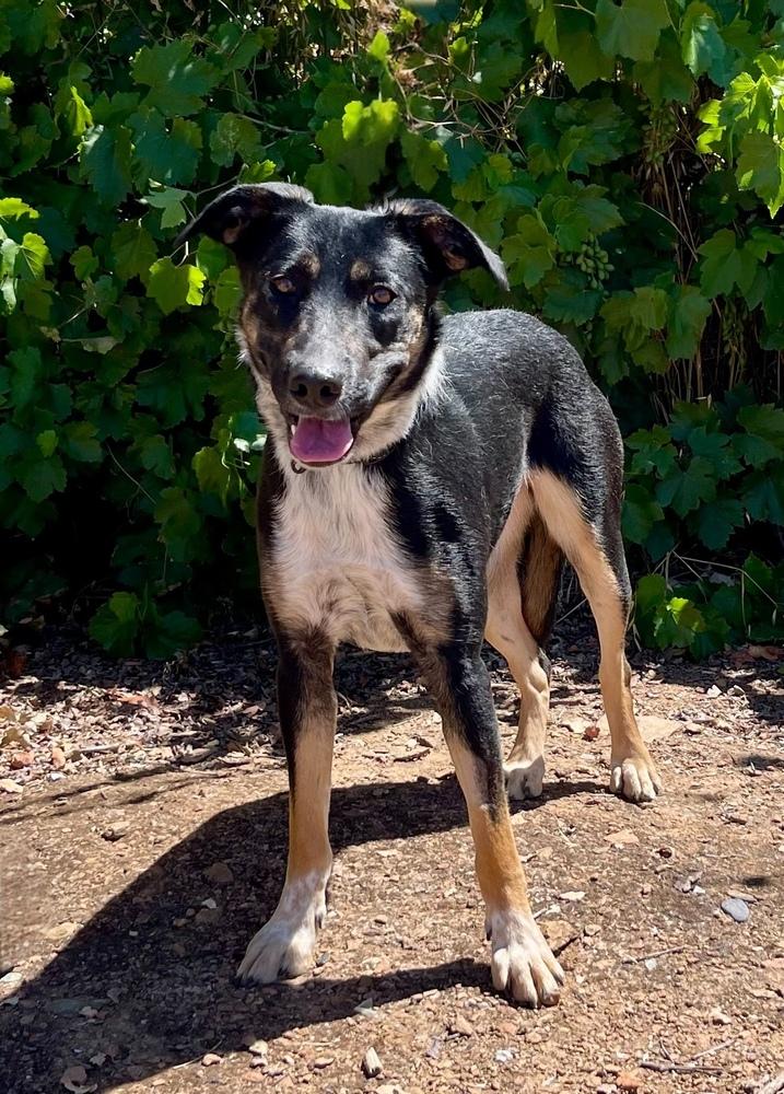 Bluebell, a Adoptable mixed breed in Jamestown, CA image 4/4