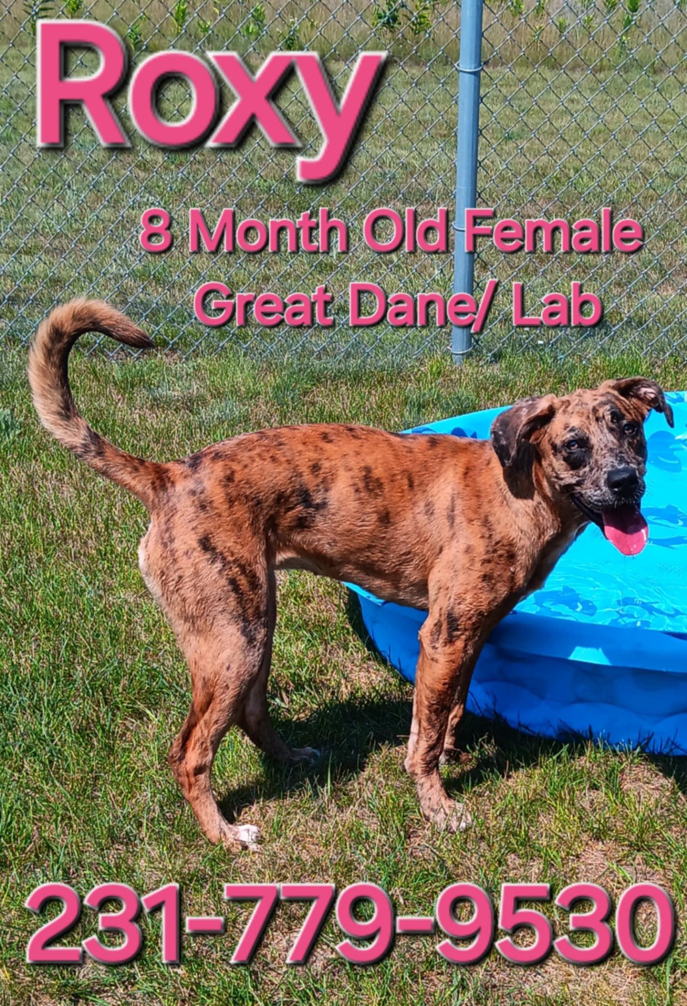 ROXY, an adoptable Great Dane, Labrador Retriever in Cadillac, MI, 49601 | Photo Image 1