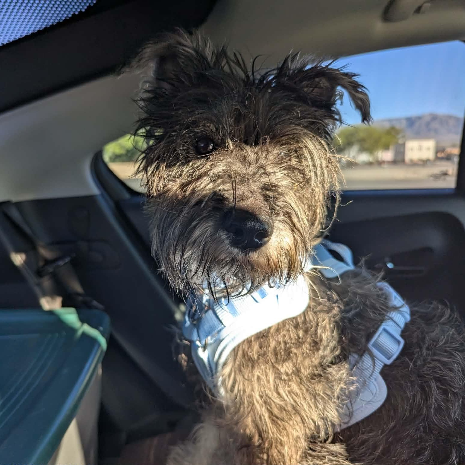 Enlarge Drew, a ADOPTABLE Miniature Schnauzer in Homer Glen, IL image 2/5