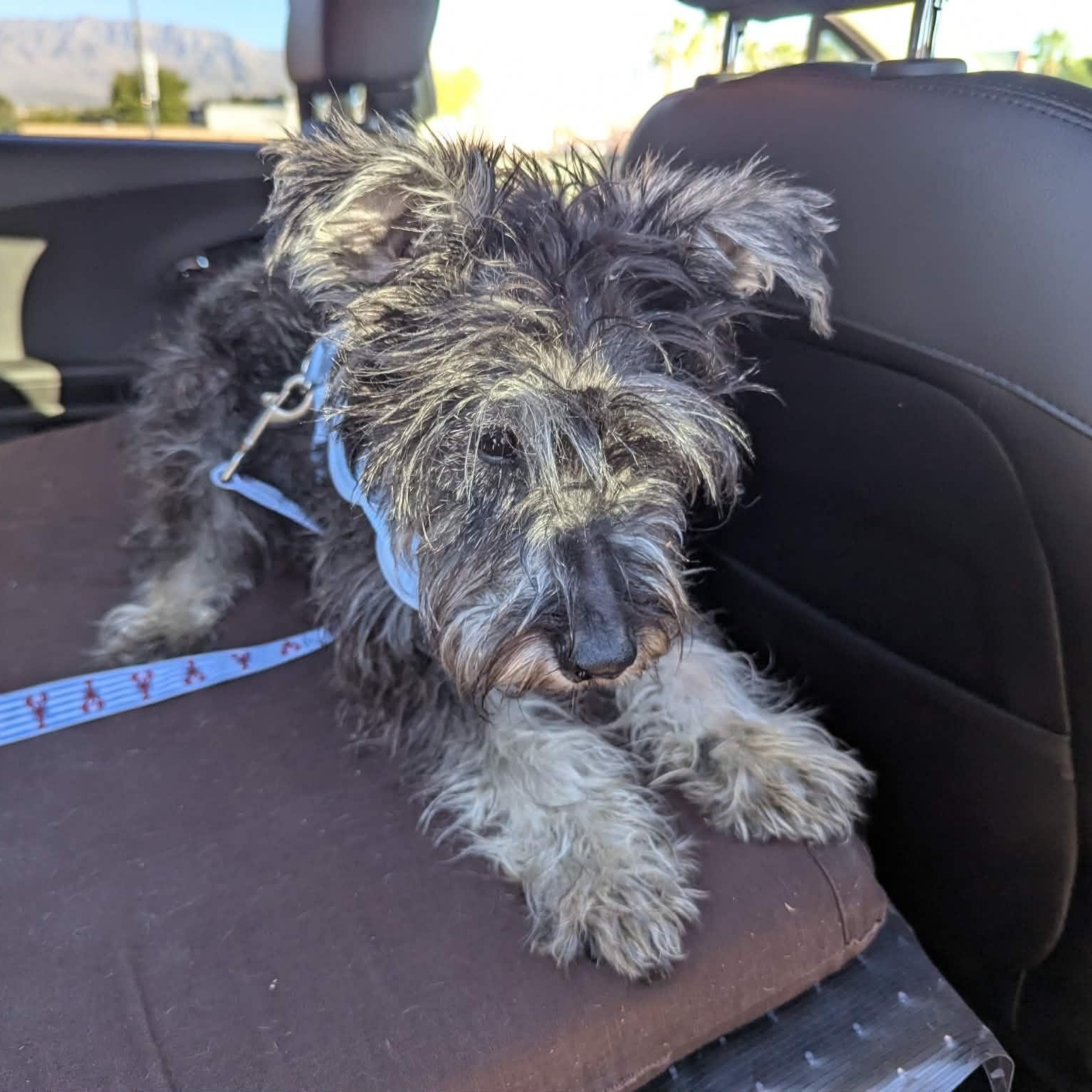 Enlarge Drew, a ADOPTABLE Miniature Schnauzer in Homer Glen, IL image 5/5