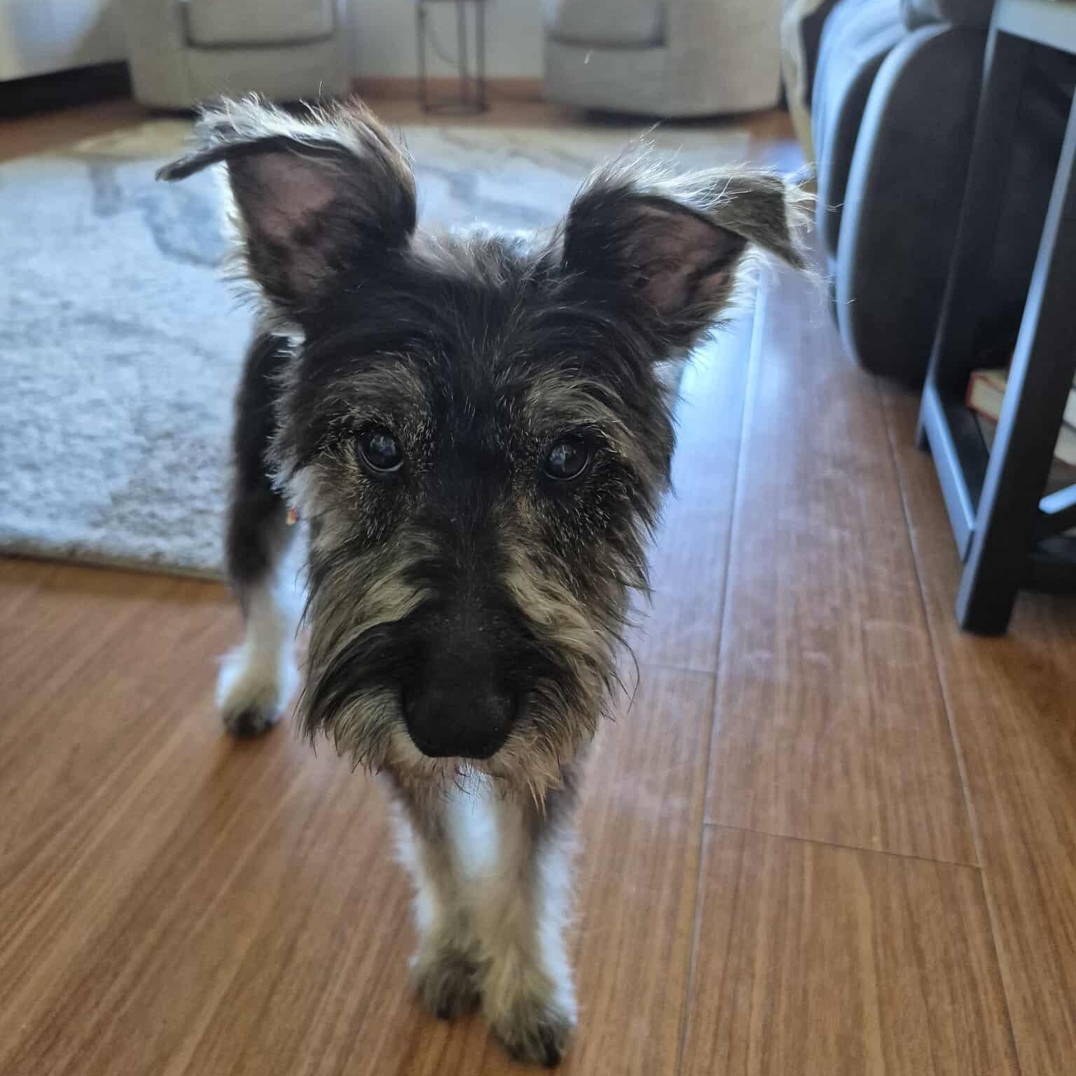 Drew, ADOPTABLE, Young Male Miniature Schnauzer.
