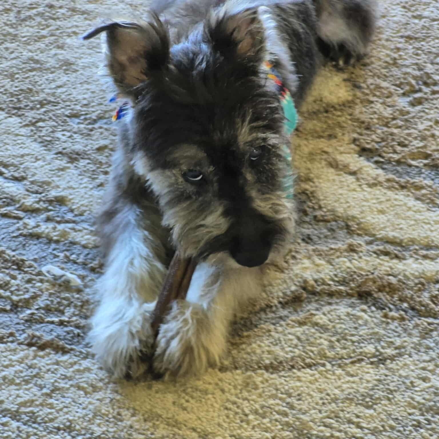 Enlarge Drew, a ADOPTABLE Miniature Schnauzer in Homer Glen, IL image 3/5