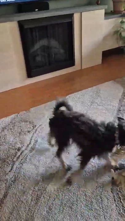 Enlarge Drew, a ADOPTABLE Miniature Schnauzer in Homer Glen, IL video 4/5