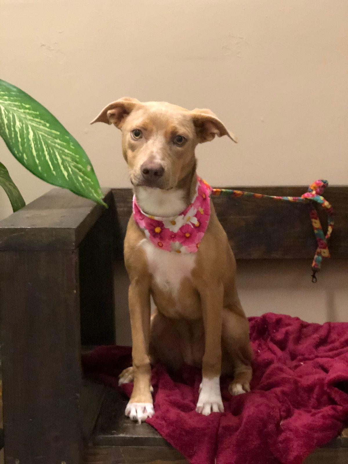 Adopt Eve  only survivor