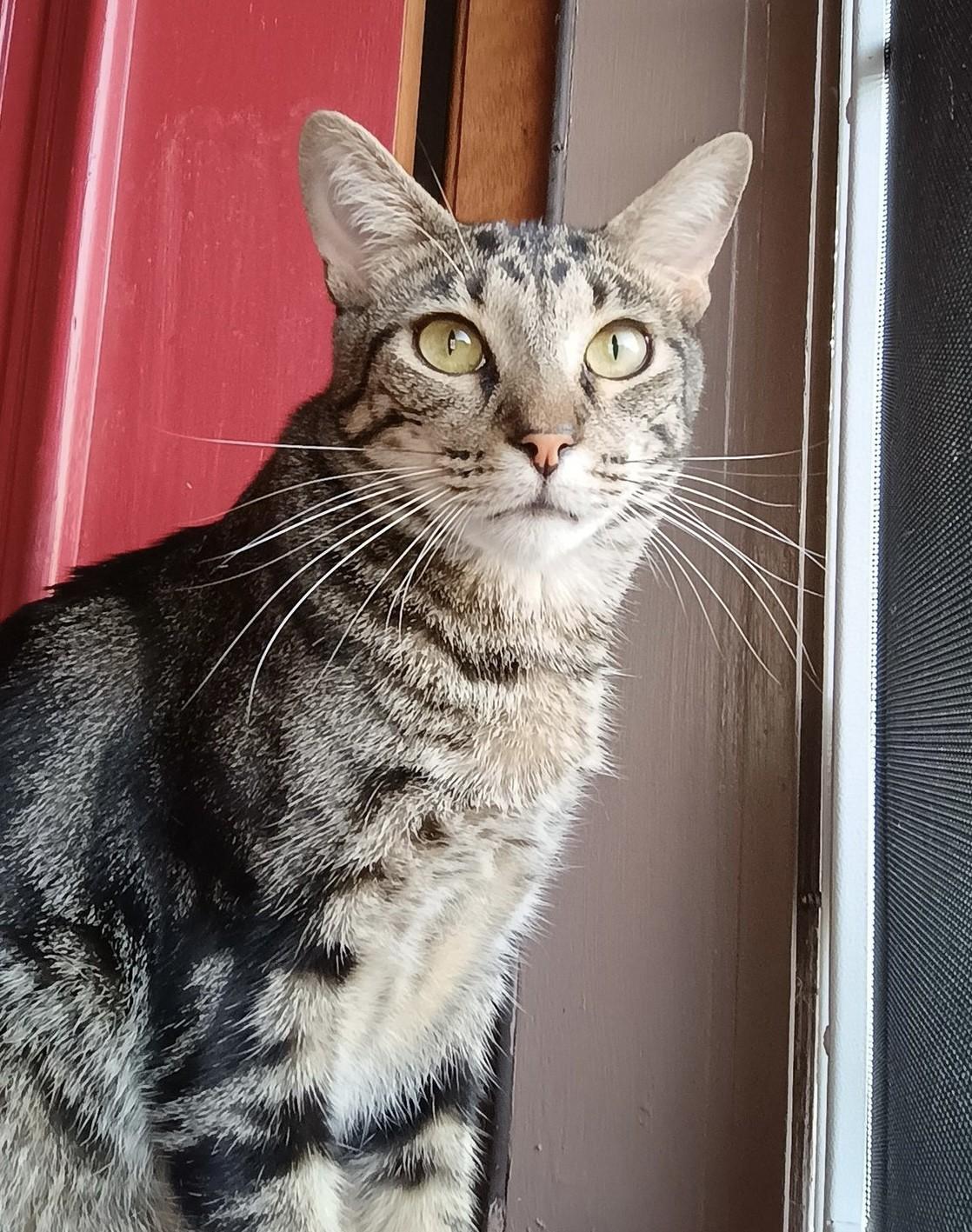 Arnold Perlstein, a Adoptable Domestic Short Hair in Los Alamitos, CA image 3/6