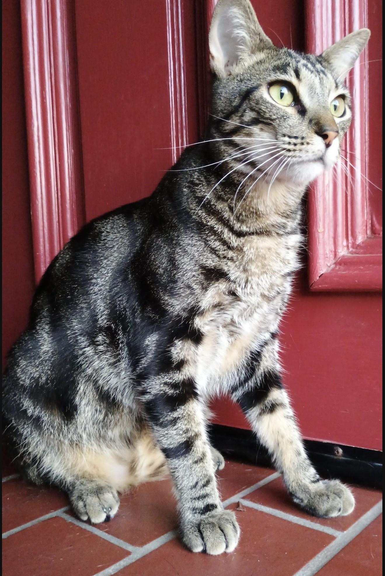 Arnold Perlstein, a Adoptable Domestic Short Hair in Los Alamitos, CA image 4/6