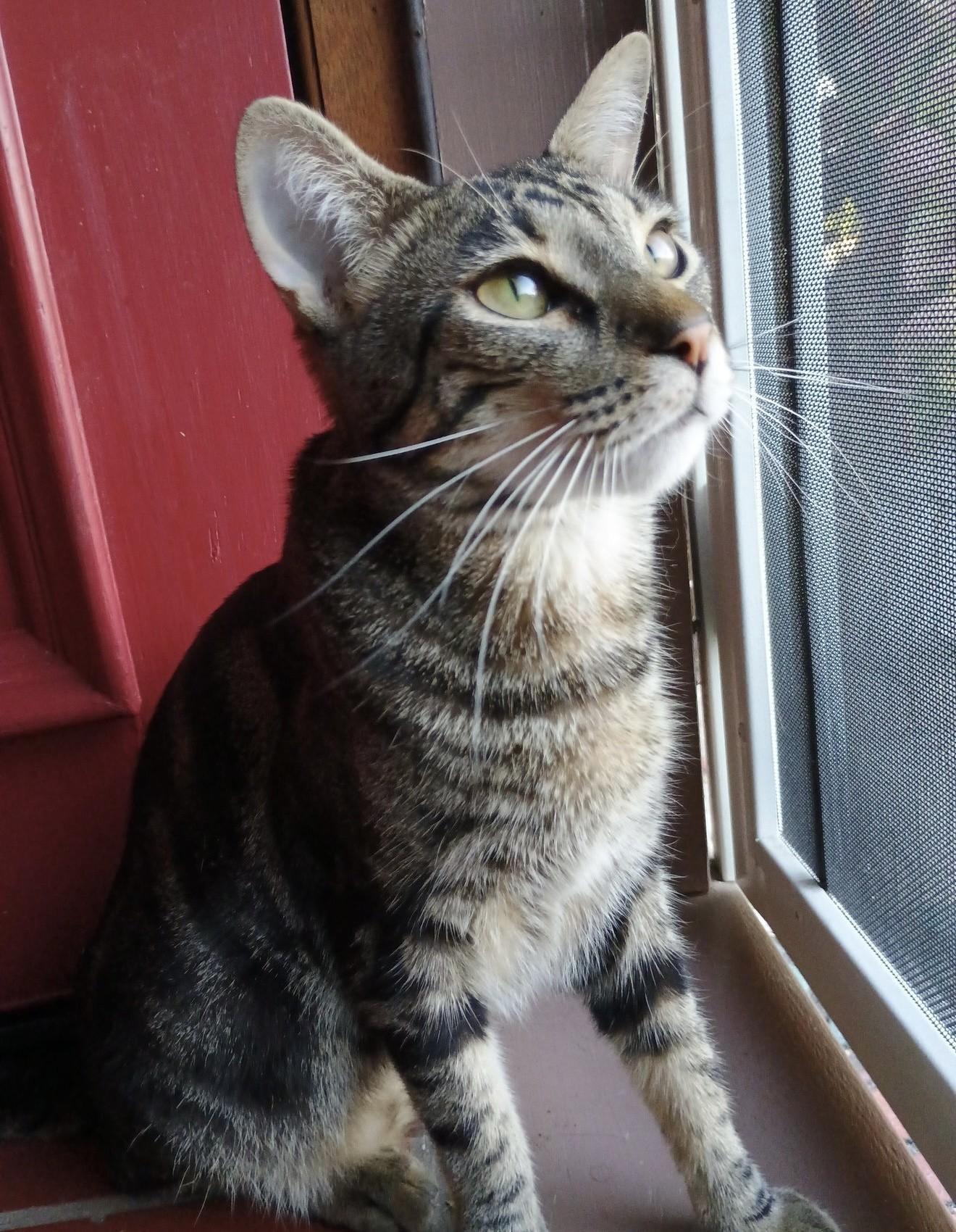 Arnold Perlstein, a Adoptable Domestic Short Hair in Los Alamitos, CA image 2/6