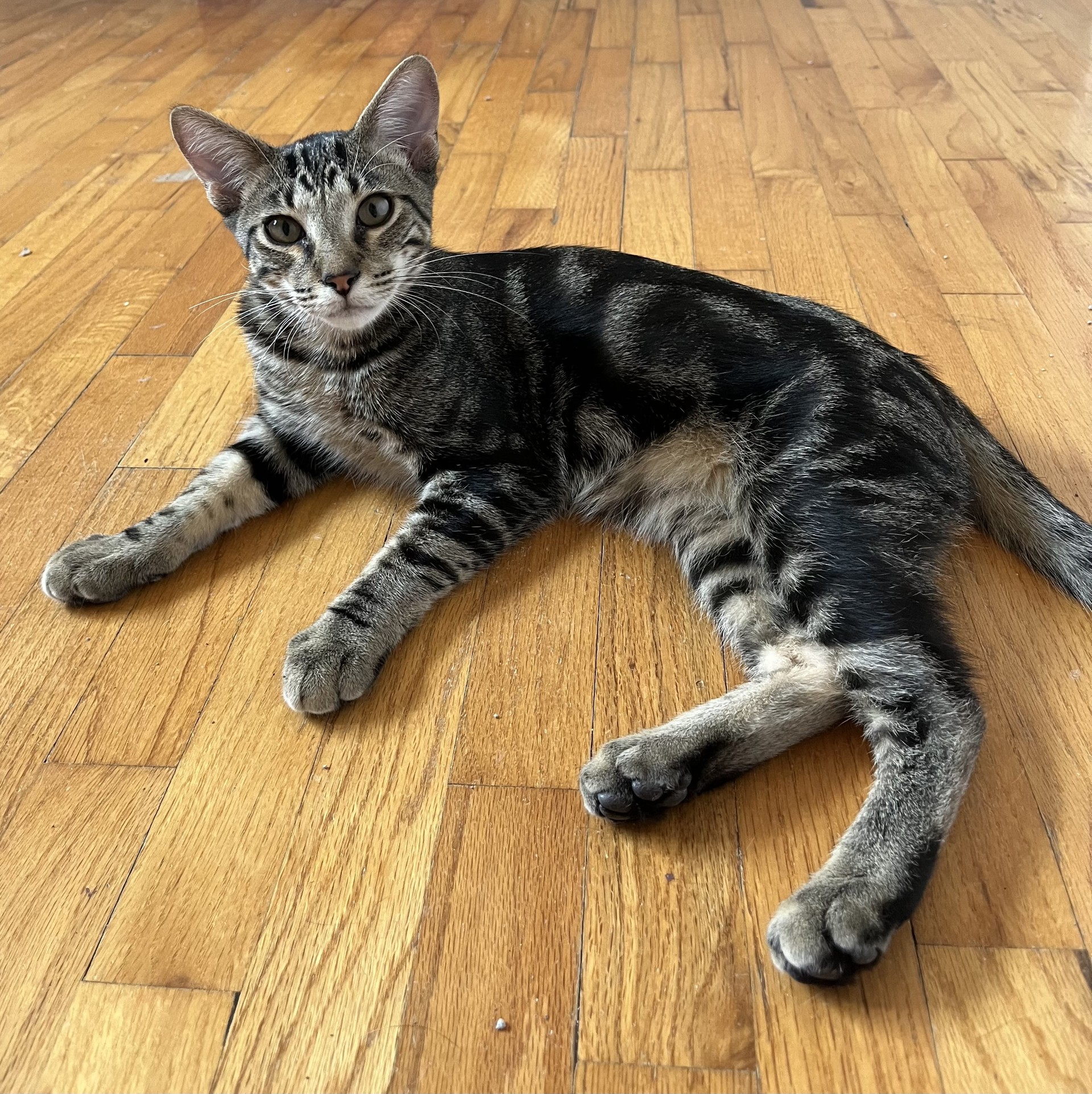 Arnold Perlstein, a Adoptable Domestic Short Hair in Los Alamitos, CA image 5/6