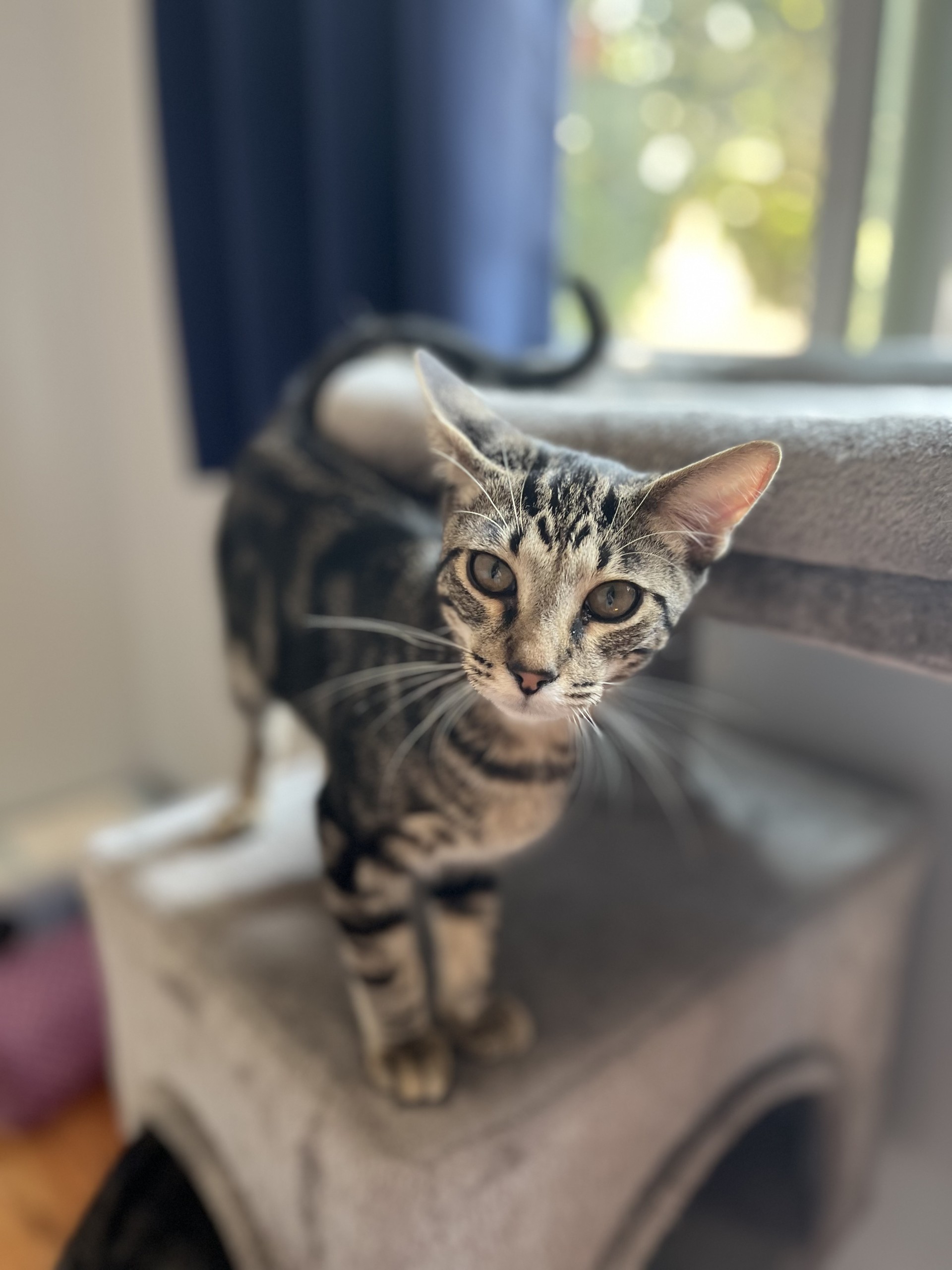 Arnold Perlstein, a Adoptable Domestic Short Hair in Los Alamitos, CA image 6/6