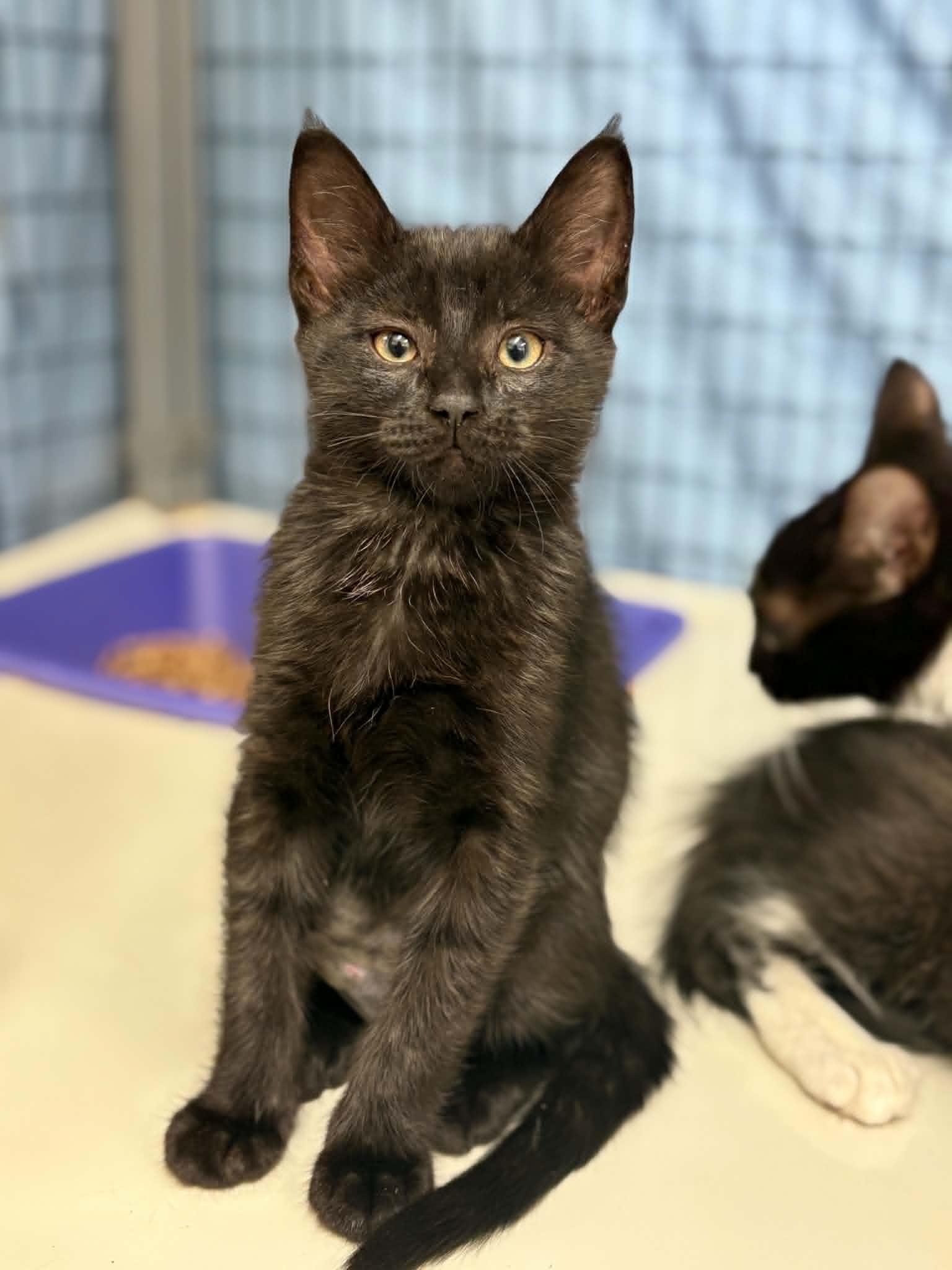 Moped, ADOPTABLE, Kitten Female Domestic Short Hair.