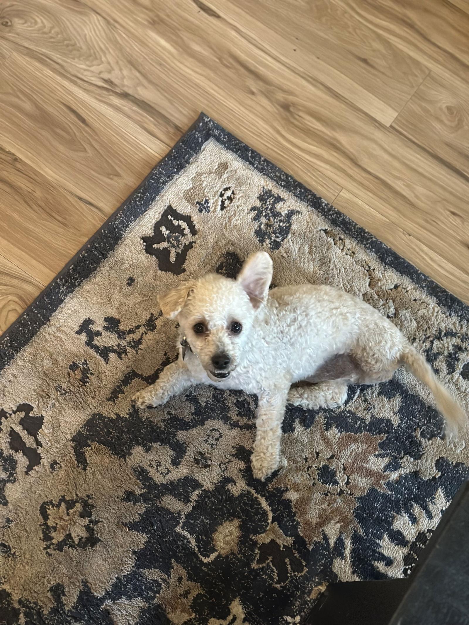 Asher, a Adoptable Poodle in Evergreen, CO image 1/3