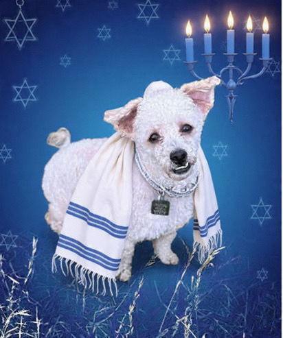 Asher, Adoptable, Adult Male Poodle.