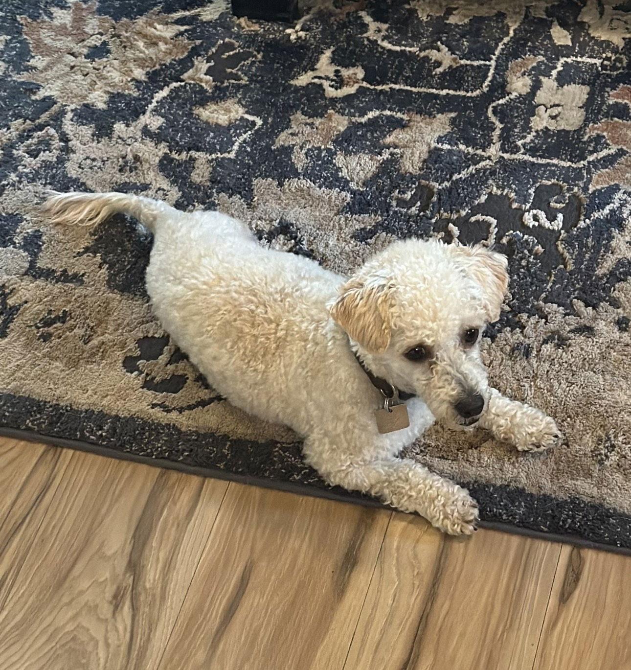 Asher, a Adoptable Poodle in Evergreen, CO image 3/3