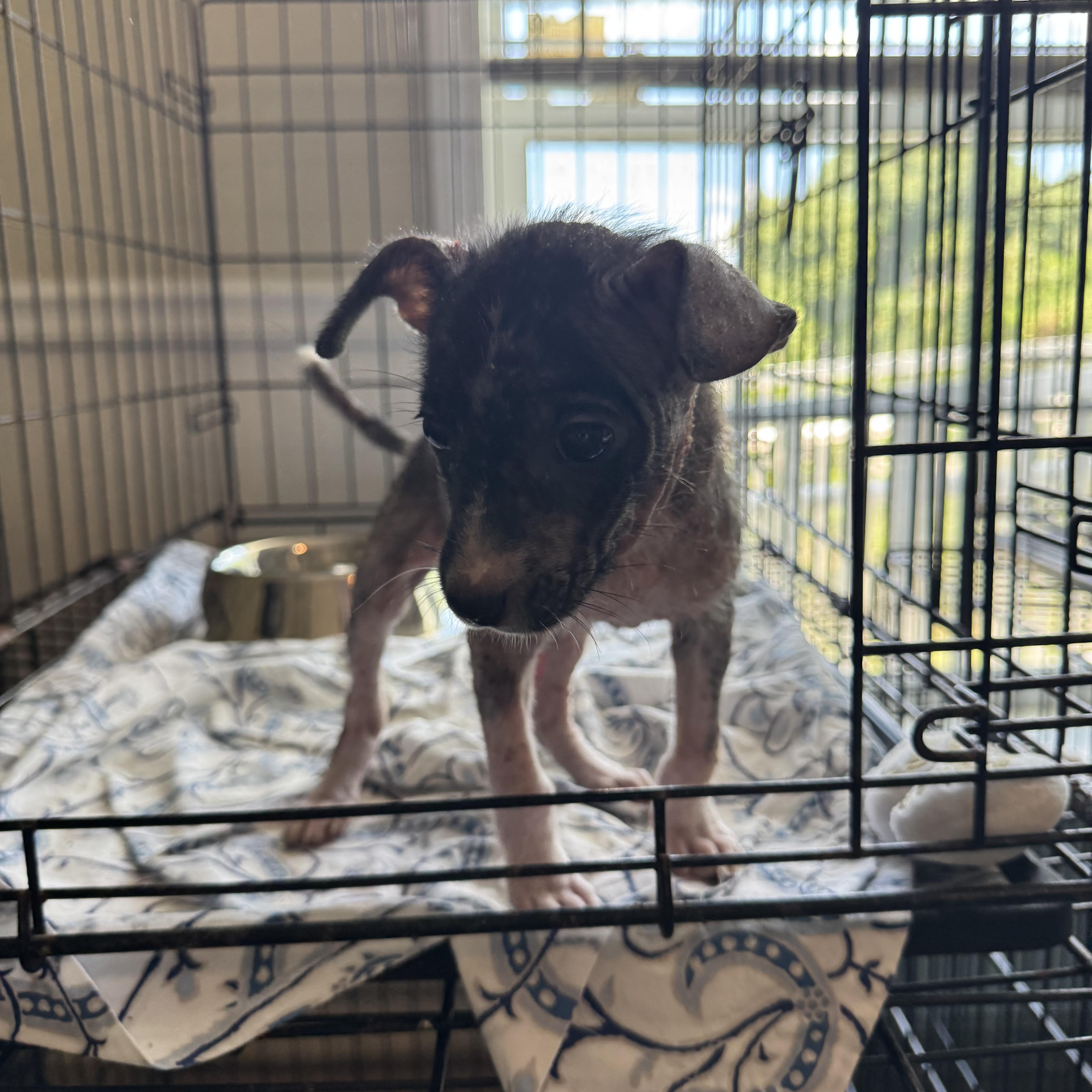 Fuji 7231, a Adoptable mixed breed in Boca Raton, FL image 2/2