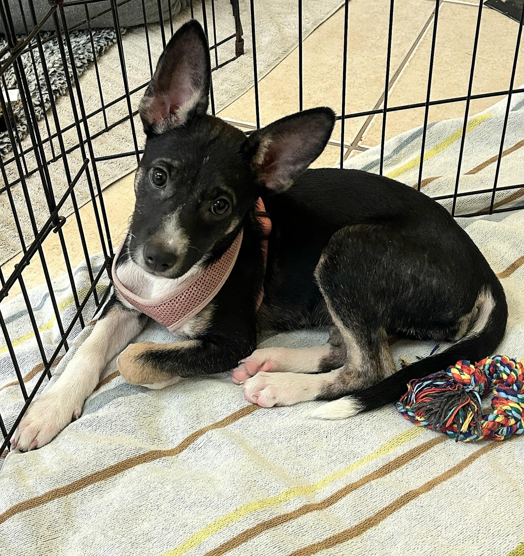 Fuji 7231, Adoptable, Puppy Female Chihuahua.