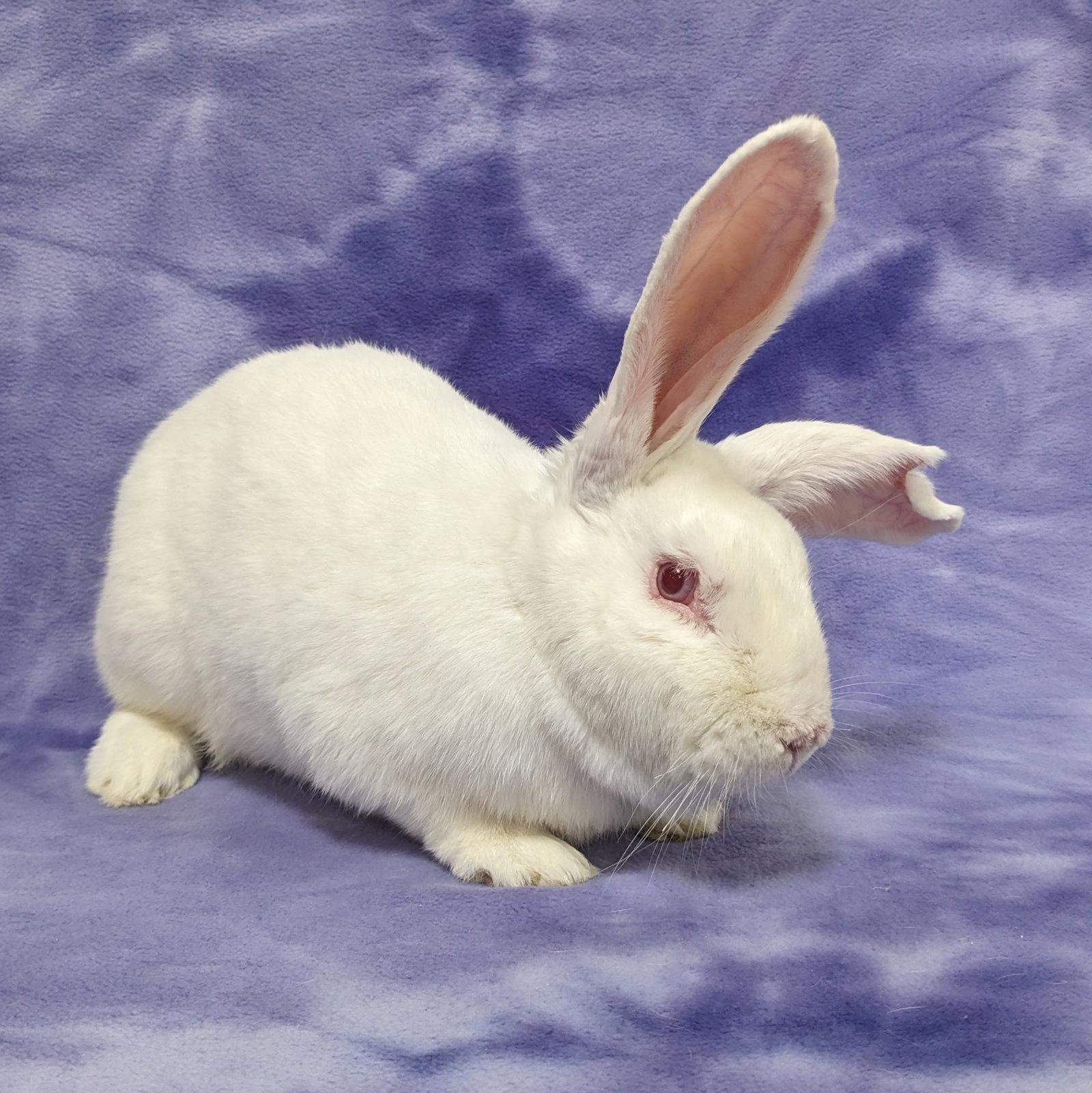 Enlarge Chester, a Adoptable New Zealand in Antioch, CA image 1/1