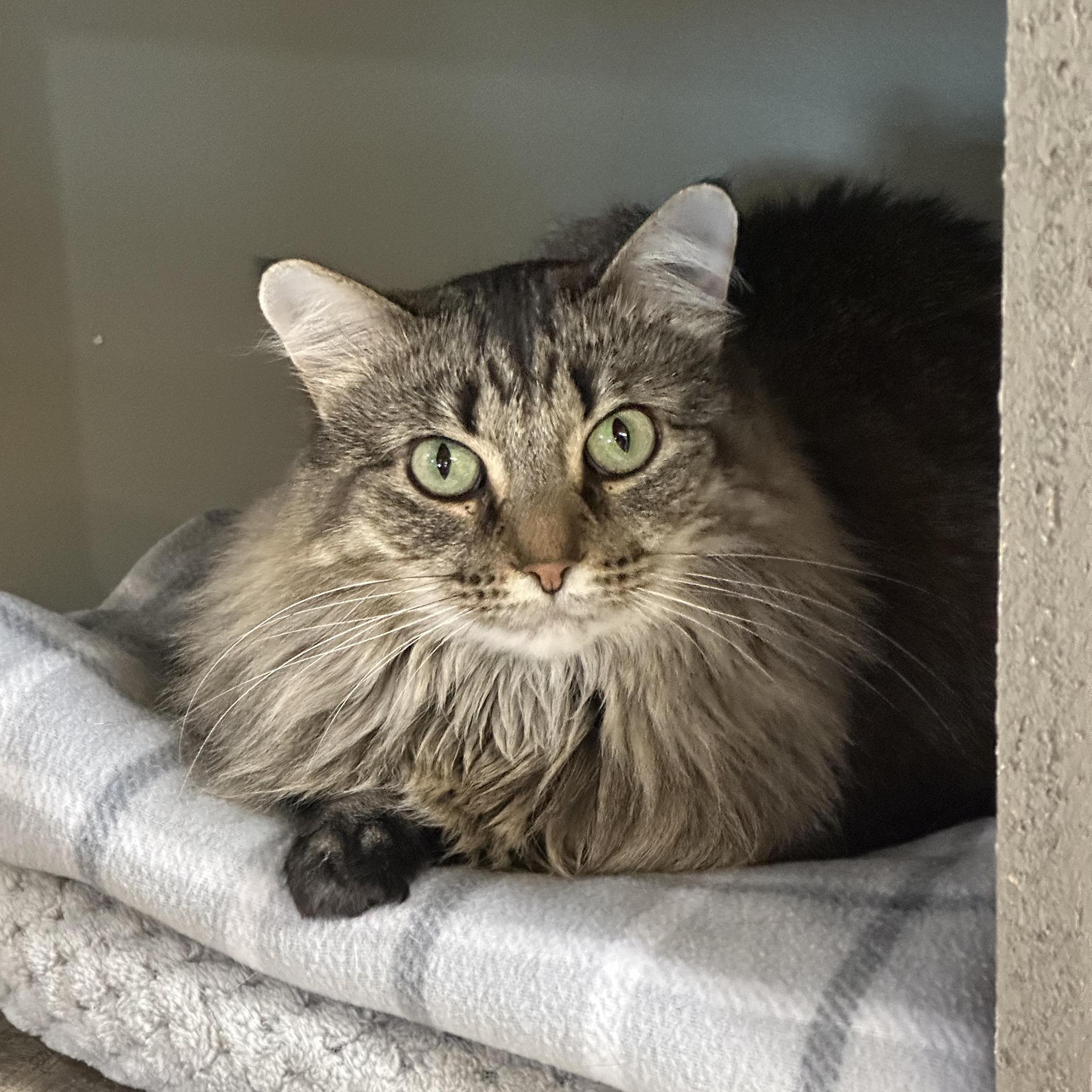 Enlarge Fern, a Adoptable Domestic Long Hair in Crystal Lake, IL image 3/6