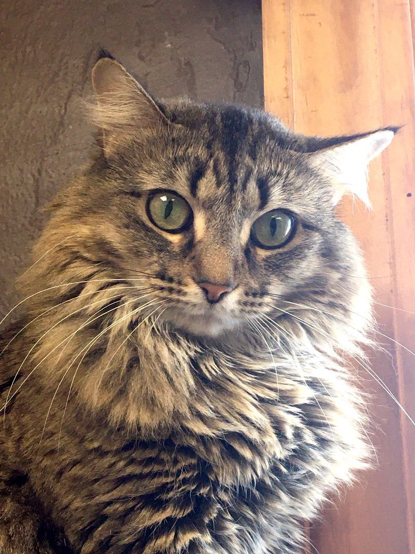 Enlarge Fern, a Adoptable Domestic Long Hair in Crystal Lake, IL image 4/6