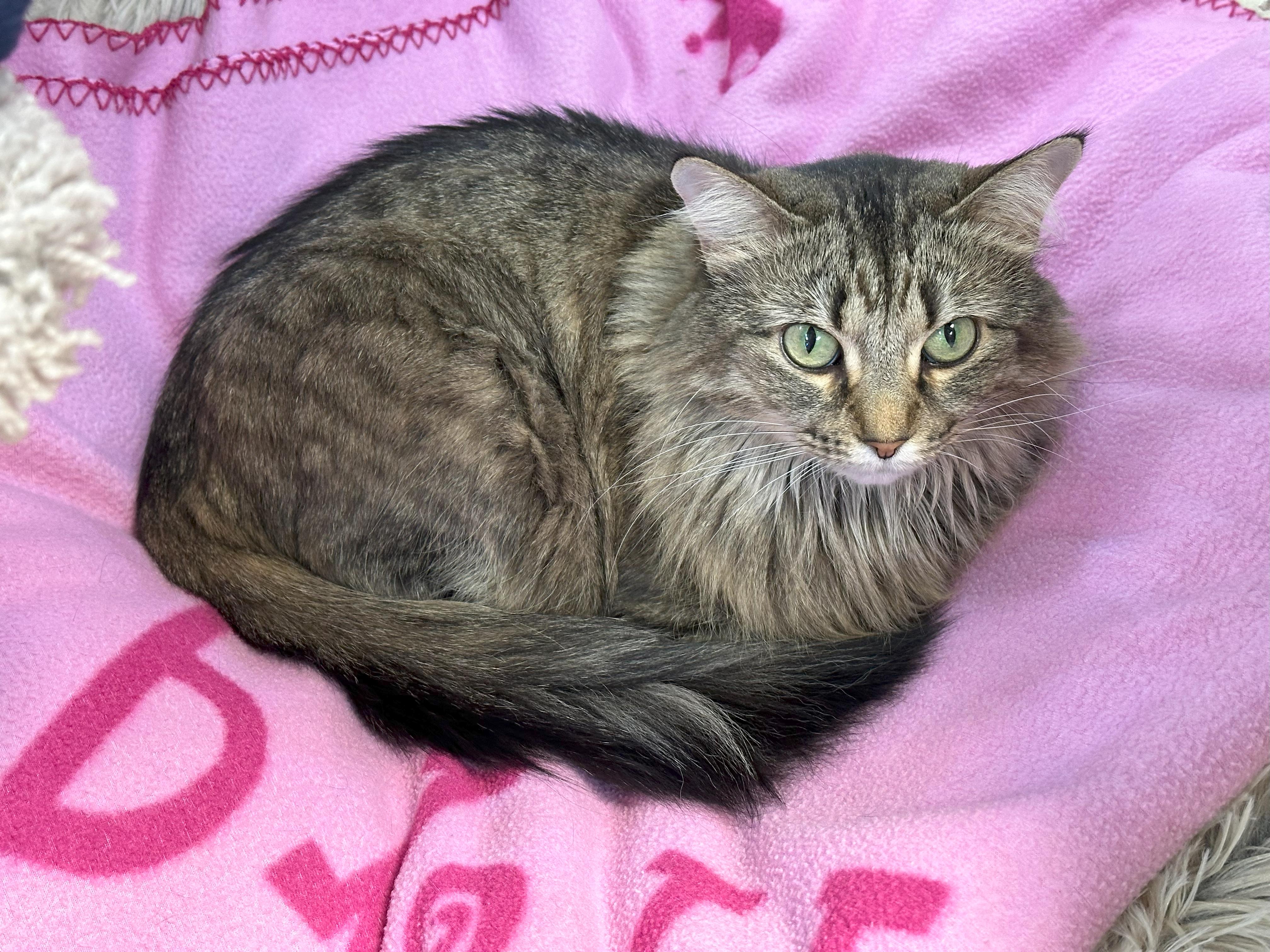 Fern, an adoptable Domestic Long Hair in Crystal Lake, IL, 60012 | Photo Image 2