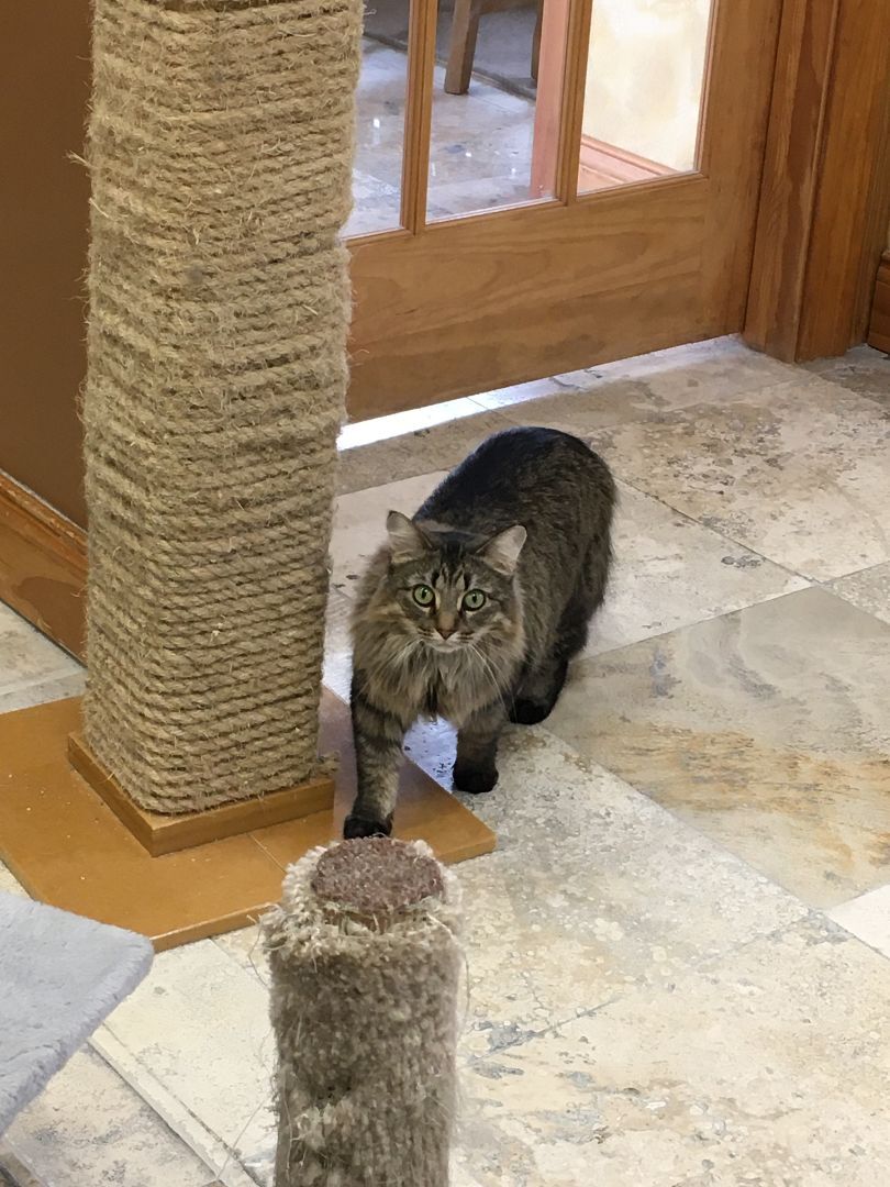 Enlarge Fern, a Adoptable Domestic Long Hair in Crystal Lake, IL image 5/6