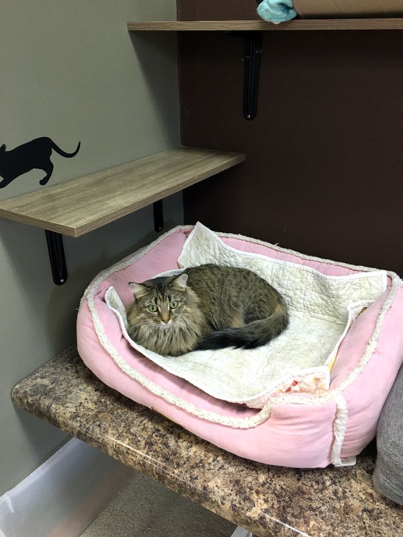 Enlarge Fern, a Adoptable Domestic Long Hair in Crystal Lake, IL image 6/6