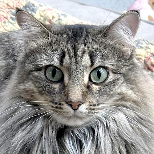 Fern, an adoptable Domestic Long Hair in Crystal Lake, IL, 60012 | Photo Image 1