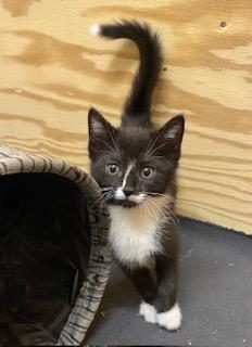 Enlarge Little Bit of Bliss, an adopted Tuxedo in Southern Pines, NC image 5/5