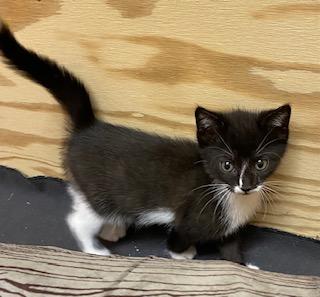 Enlarge Little Bit of Bliss, an adopted Tuxedo in Southern Pines, NC image 2/5
