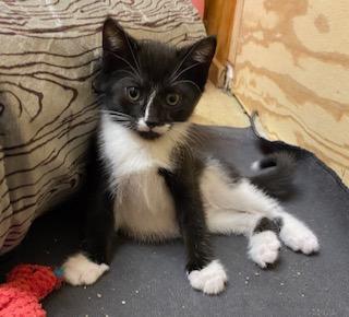 Enlarge Little Bit of Bliss, an adopted Tuxedo in Southern Pines, NC image 4/5