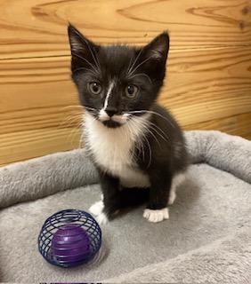 Enlarge Little Bit of Bliss, an adopted Tuxedo in Southern Pines, NC image 3/5