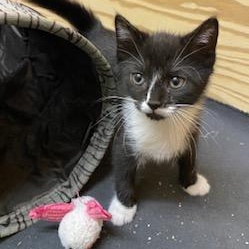 Little Bit of Bliss, adopted, Kitten Male Tuxedo.