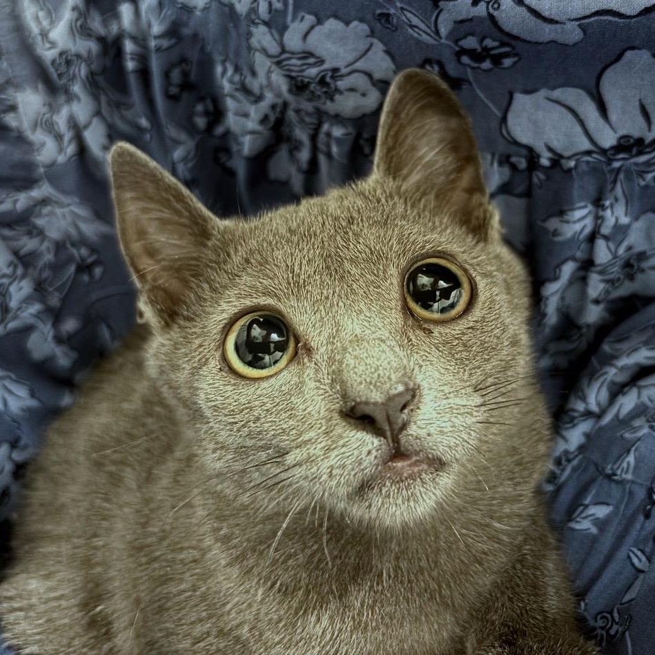 Enlarge Zoey, a Adopted mixed breed in Honolulu, HI image 1/4