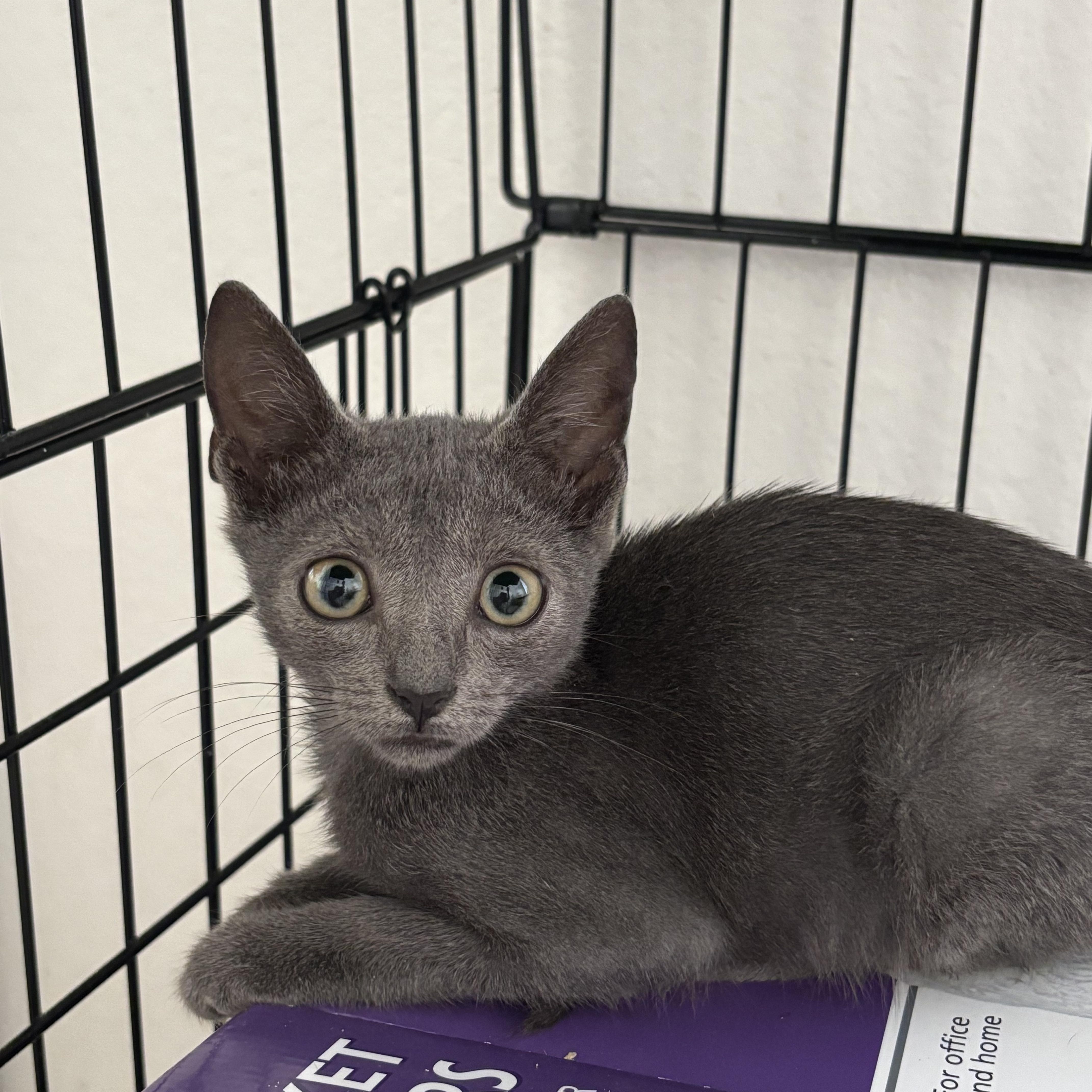 Enlarge Zoey, a Adopted mixed breed in Honolulu, HI image 3/4