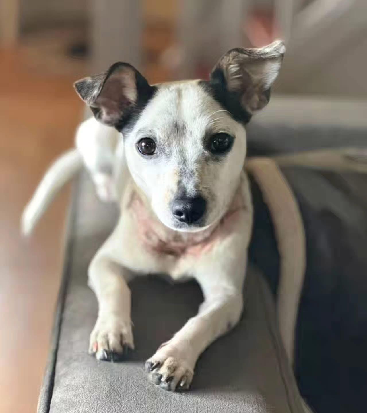 Oreo photo 1