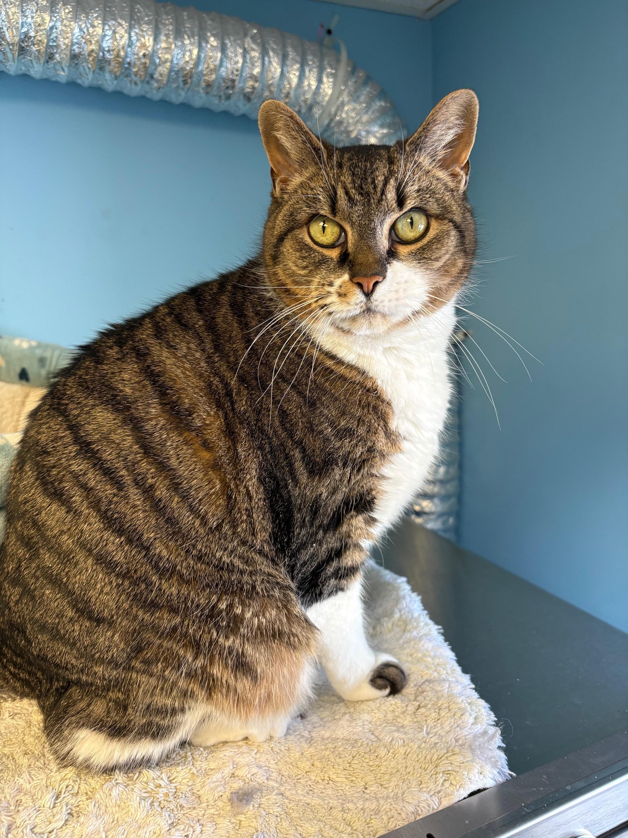 Lita, a ADOPTABLE Domestic Short Hair in Kingston, MA image 3/6