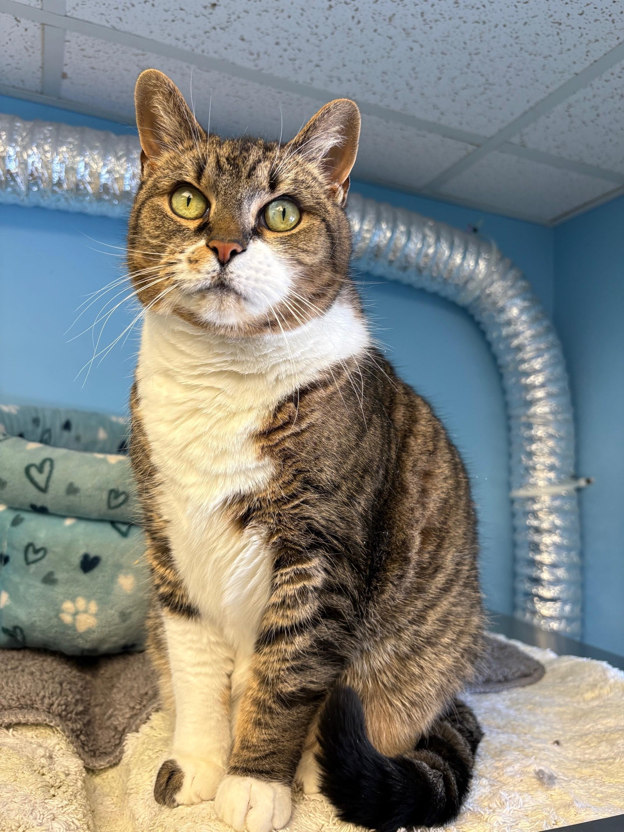 Lita, ADOPTABLE, Adult Female Domestic Short Hair.