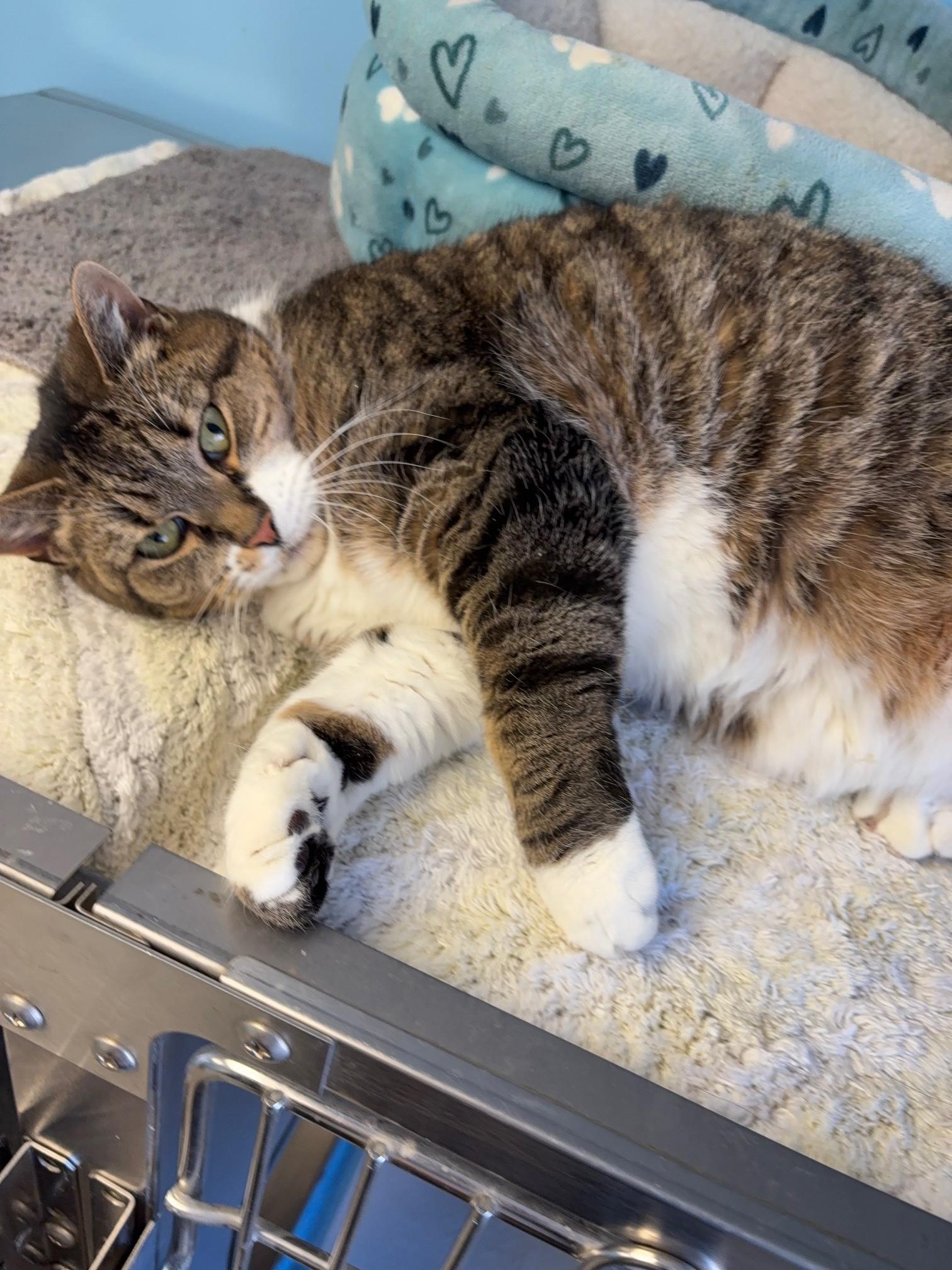 Lita, a ADOPTABLE Domestic Short Hair in Kingston, MA image 2/6