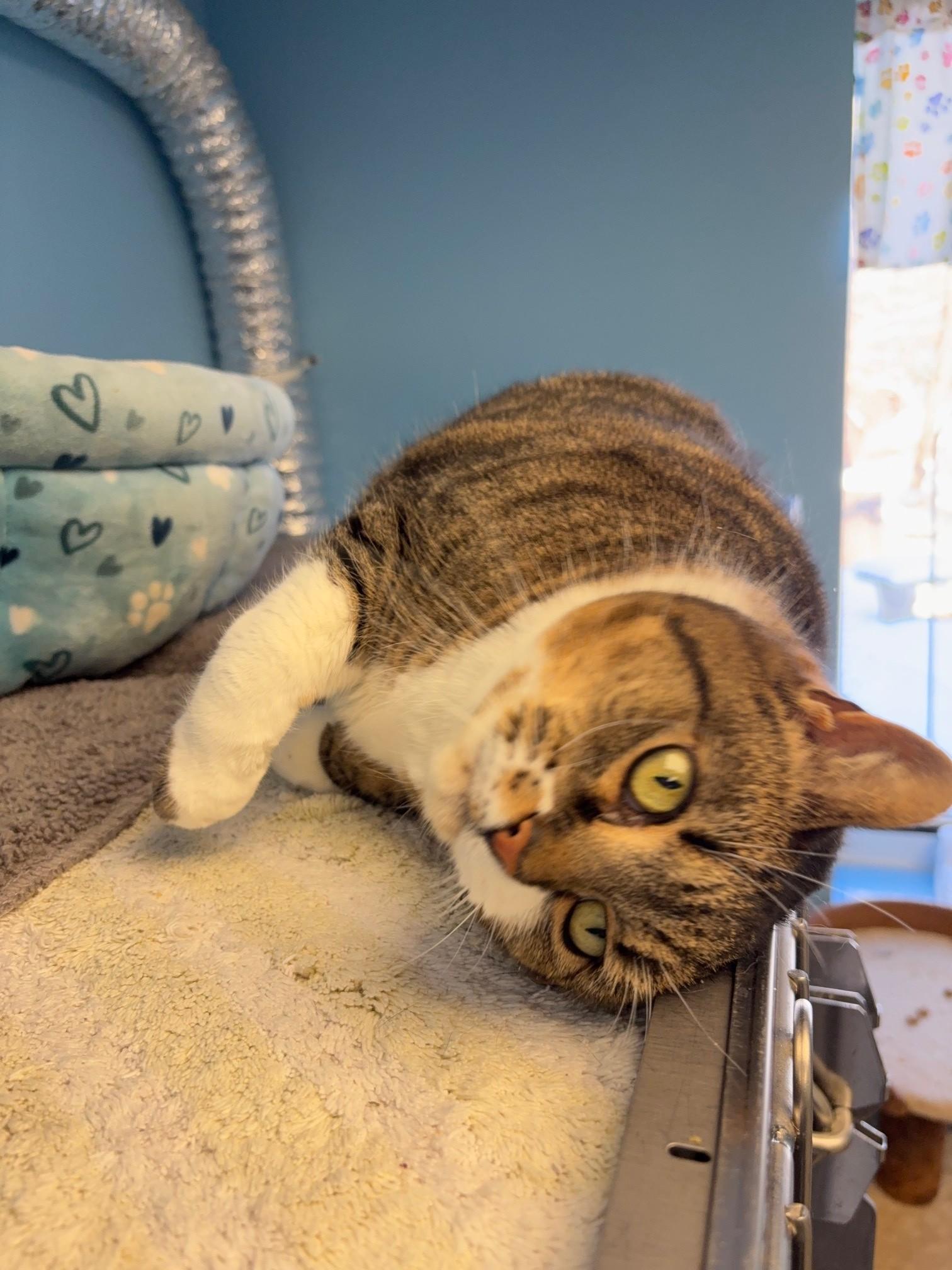 Lita, a ADOPTABLE Domestic Short Hair in Kingston, MA image 4/6