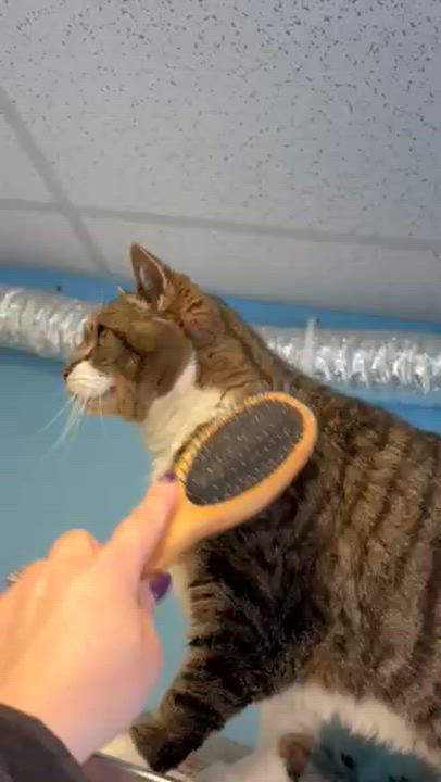 Enlarge Lita, a ADOPTABLE Domestic Short Hair in Kingston, MA video 6/6