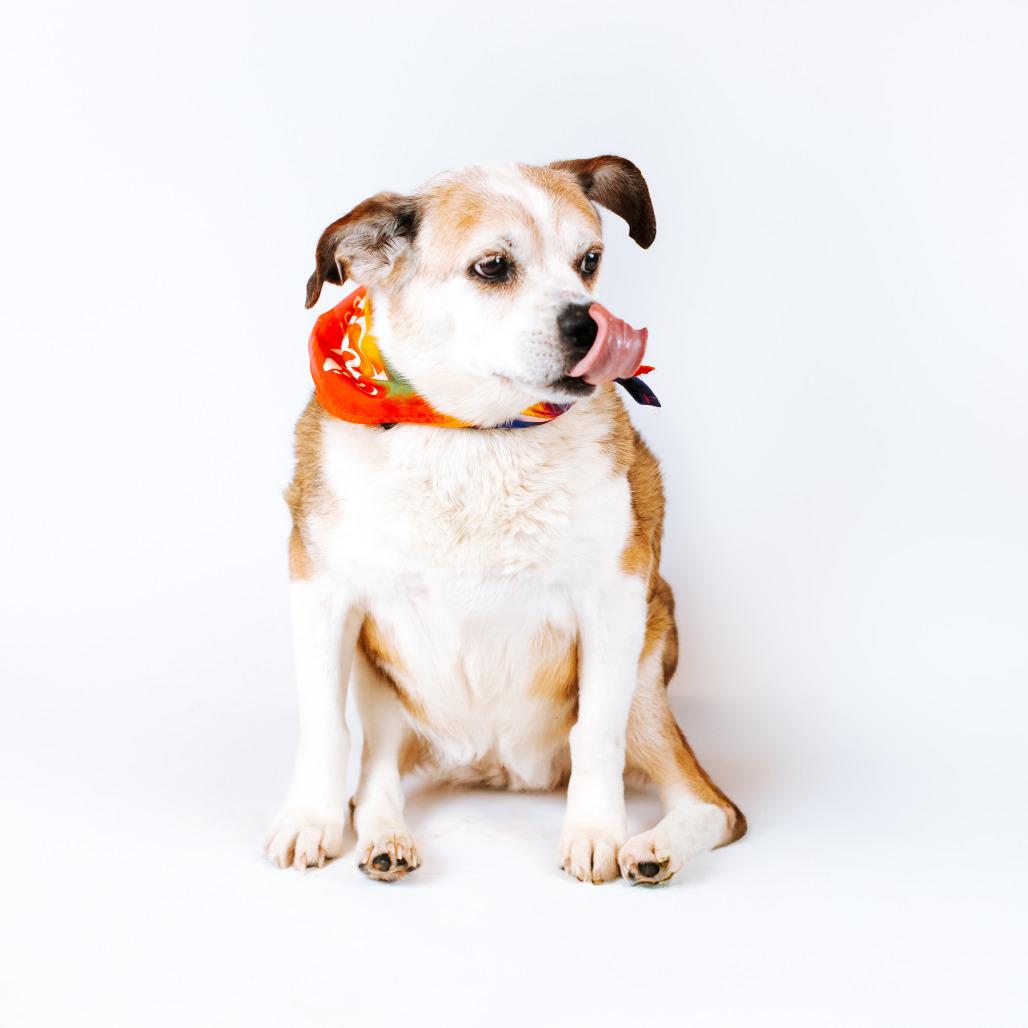 Ugga *Bonded with Eep*, Adoptable, Senior Female Mixed Breed.