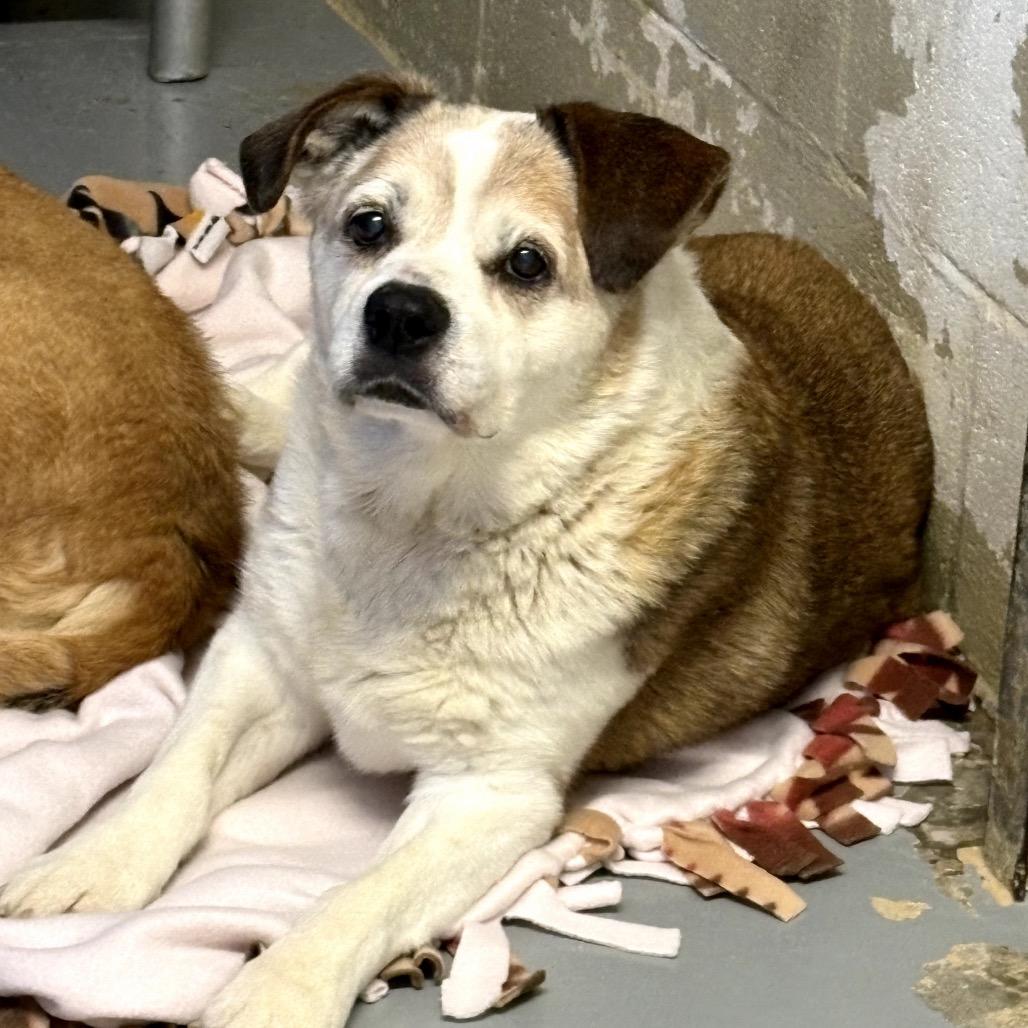 Ugga *Bonded with Eep*, a Adoptable Mixed Breed image 2/4