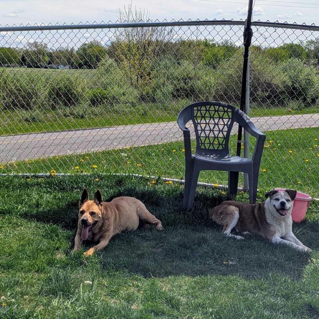 Ugga *Bonded with Eep*, a Adoptable Mixed Breed image 4/4