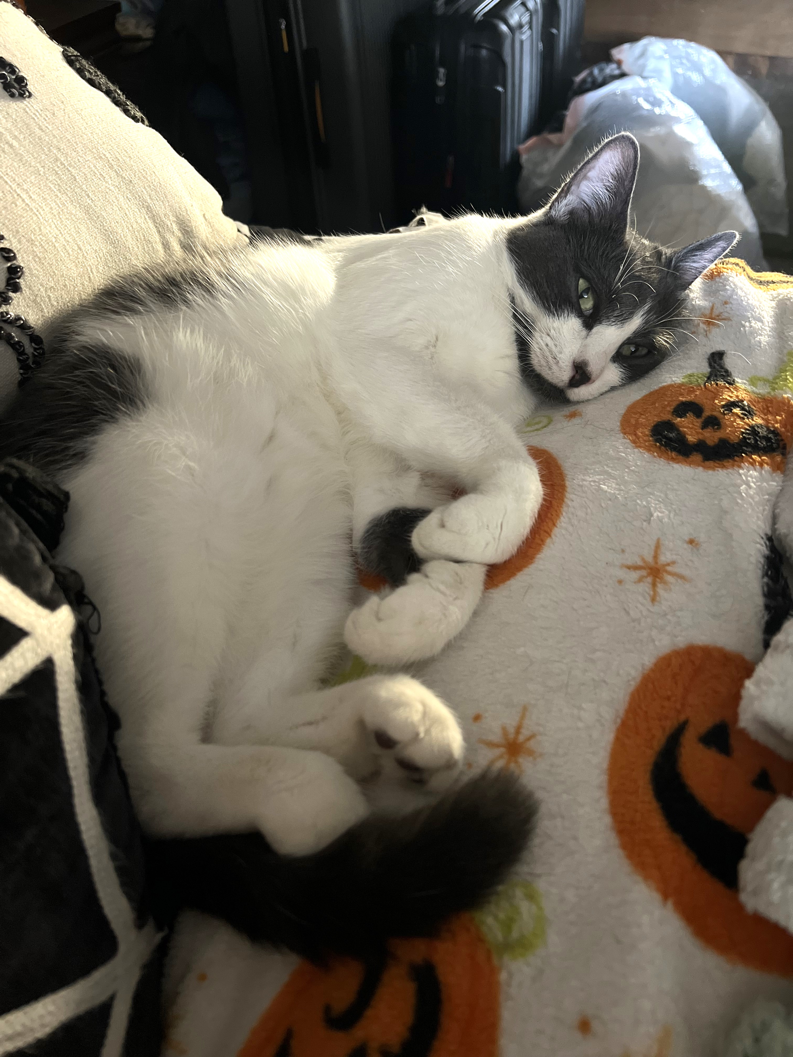 Sasha, Adoptable, Young Female Domestic Short Hair.